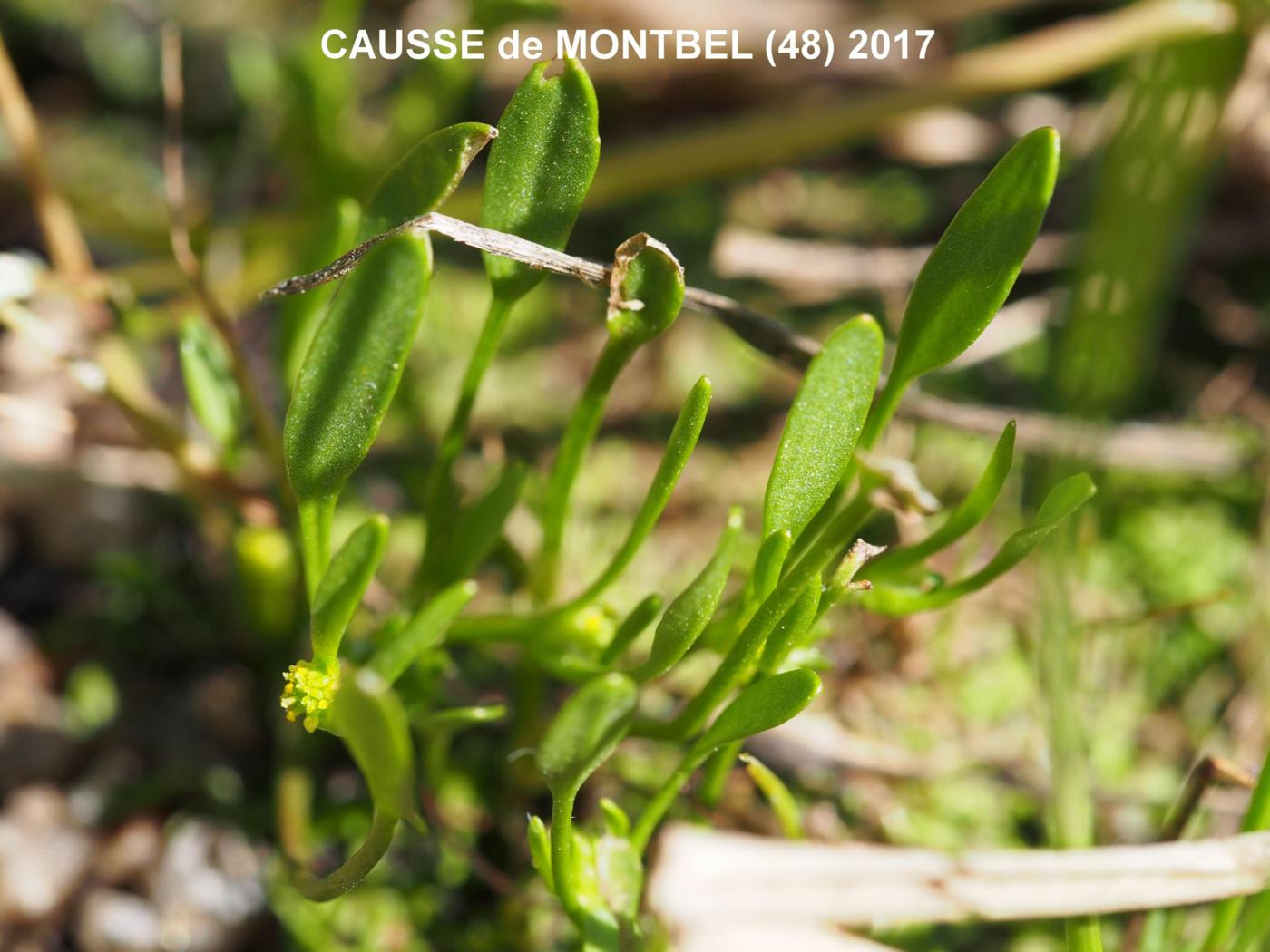 Buttercup, (nodal flowering) leaf